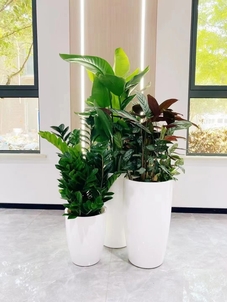 慈溪绿植租赁，优质服务让你眼前一亮！